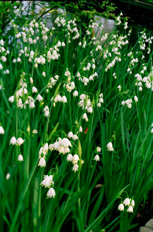 Spring flowers 
Original: Neg. Film , 6x9cm
Scan: Imacon 10500x7000 pix.

