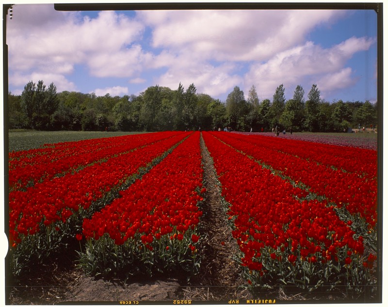 Tulip field, Netherlands
Original: Film Velvia, 4x5" 
Preview: digital camera                    

